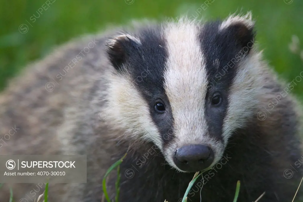 Badger (Meles meles) cub, Dorset, England, UK, July. Did you know The word Badger derives from the French 'Becheur’, meaning digger.