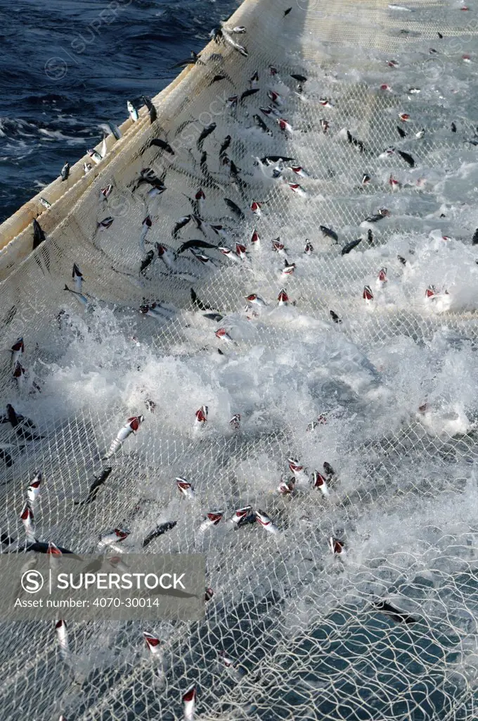 Atlantic mackerel (Scomber scombrus) in the net of Shetland pelagic trawler 'Charisma', Shetland Isles, Scotland, UK, October 2012.