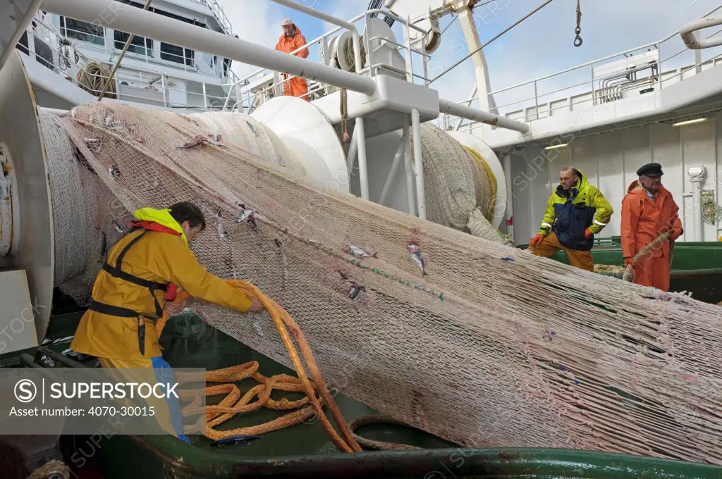 Crew hauling in net with catch of Atlantic mackerel (Scomber scombrus) on board the Shetland pelagic trawler 'Charisma', Shetland Isles, Scotland, UK, October 2012. Model released.