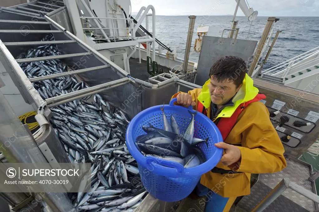 Atlantic mackerel (Scomber scombrus) in fish separator on board Shetland pelagic trawler 'Charisma', with crew member David Anderson taking a sample for measurement. Shetland Isles, Scotland, UK, October 2012. Model released.