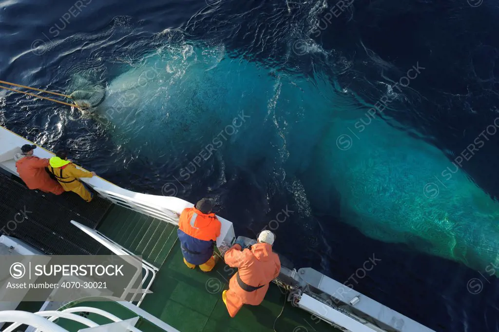 Net full of Atlantic mackerel (Scomber scombrus) being hauled in alongside the Shetland pelagic trawler 'Charisma', Shetland Isles, Scotland, UK, October 2012. Model released.