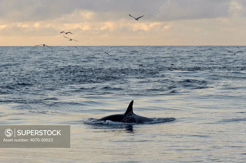 Killer whale (Orcinus orca) following Shetland pelagic trawler 'Charisma' close to Eshaness. October 2012.