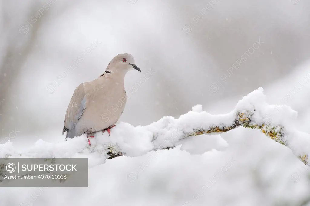 Collared dove (Streptopelia decaocto) perched on a snow covered branch, Perthshire, Scotland, UK, April.