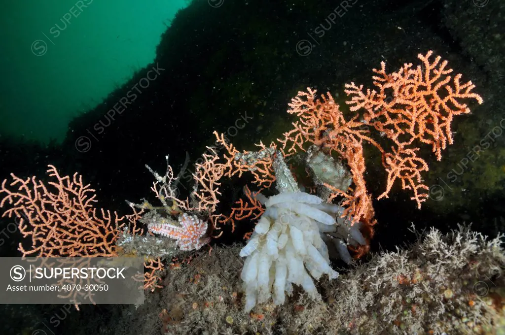Pink sea fan / Warty coral (Eunicella verrucosa) with attached eggs of a Common squid (Loligo vulgaris), eggcase of a Lesser-spotted dogfish (Scyliorhinus canicula), and Spiny starfish (Marthasterias glacialis), Lundy Island Marine Conservation Zone, Devon, England, UK, May.