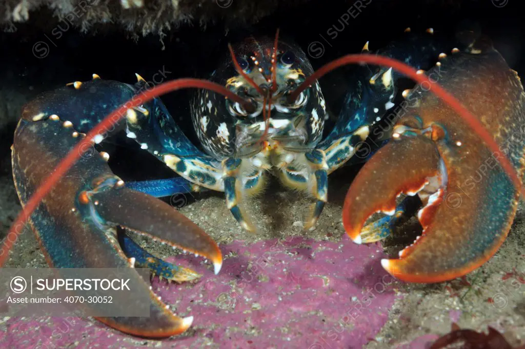 Common Lobster (Homarus gammarus), in a rock crevice, Lundy Island Marine Conservation Zone, Devon, England, UK, May. Did you know Lobster pincers are different sizes for different uses, one is for cutting and the other for crushing.