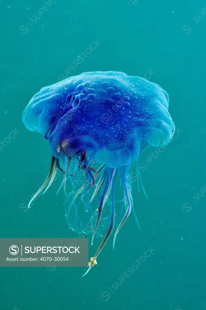 Blue jellyfish (Cyanea lamarckii), feeding on small plankton, Lundy Island Marine Conservation Zone, Devon, England, UK, May.