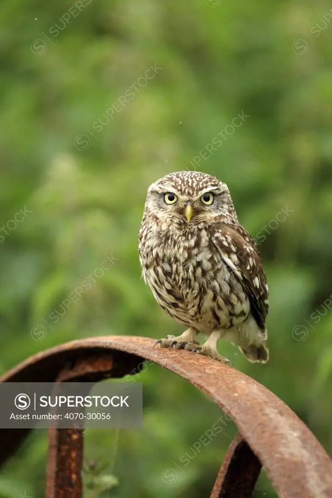 Little owl (Athene noctua) perched on a rusting iron wheel, Essex, England, UK, June.