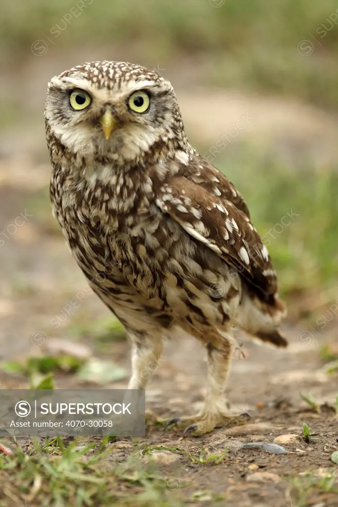 Little owl (Athene noctua) on the ground, Essex, England, UK, June.