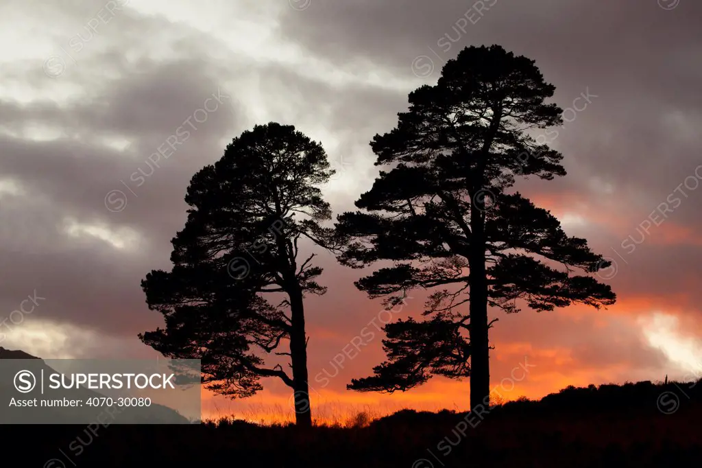 Two Scots pine trees (Pinus sylvestris) silhouetted at sunset, Glen Affric, Scotland, UK, October 2012.