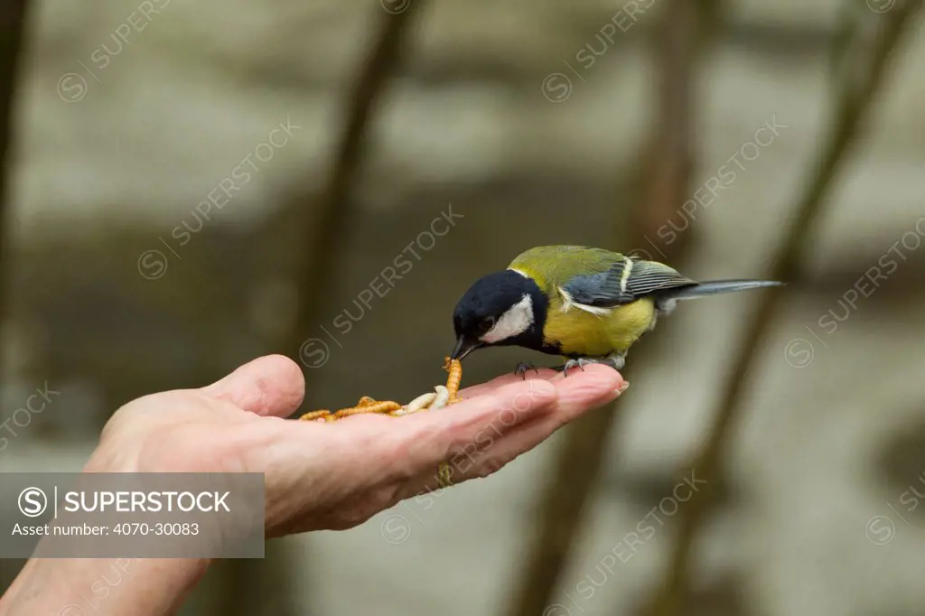 Great tit (Parus major) taking mealworm from person's hand, Pembrokeshire Coast National Park, Wales, UK, May.