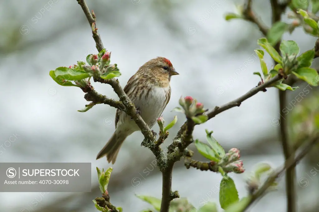 Redpoll (Carduelis flammea) adult male perched. Wales, UK, February.