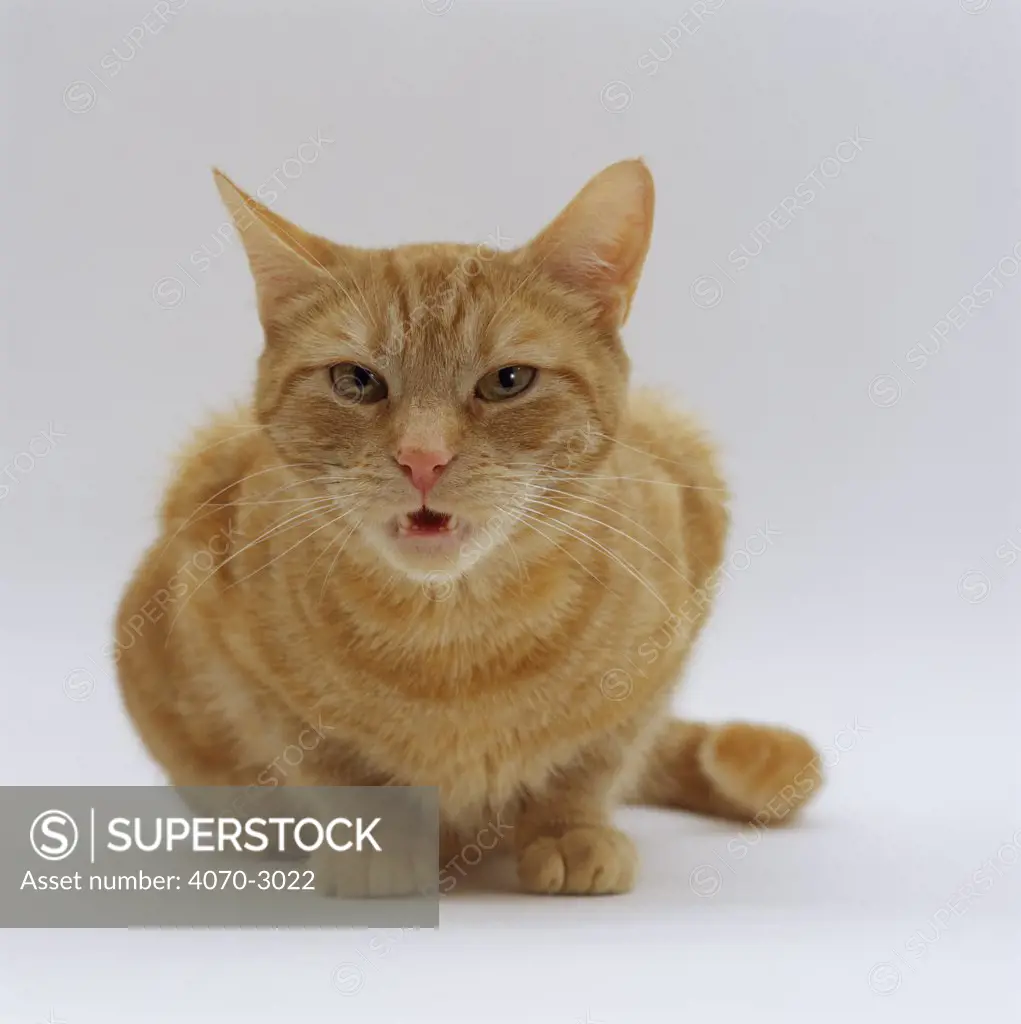 Domestic Cat Felis catus} female Ginger 'Lucky' flehmen after smelling the scent of her mate.