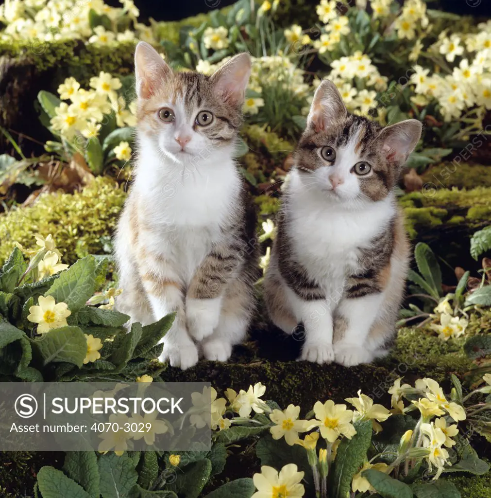 Domestic Cat Felis catus} Tabby-tortoiseshell-and white kittens, 11-week sisters, among pink and yellow primroses