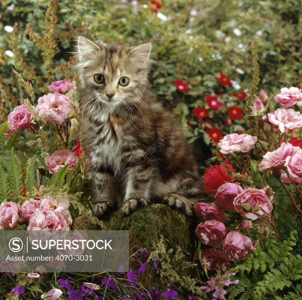 Domestic Cat Felis catus} 8-week, Long haired tabby kitten with pink roses.