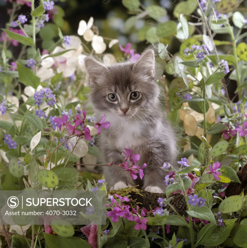 Domestic Cat Felis catus} 7-week, Fluffy grey male kitten 'Perseus' among flowers.