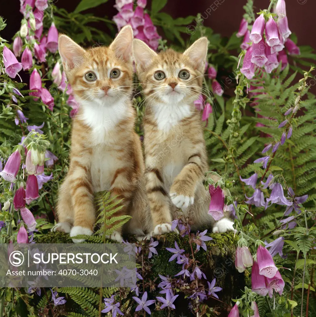 Domestic Cat Felis catus} 10-week, Red male and Ginger female spotted tabbies among foxgloves and campanulas.