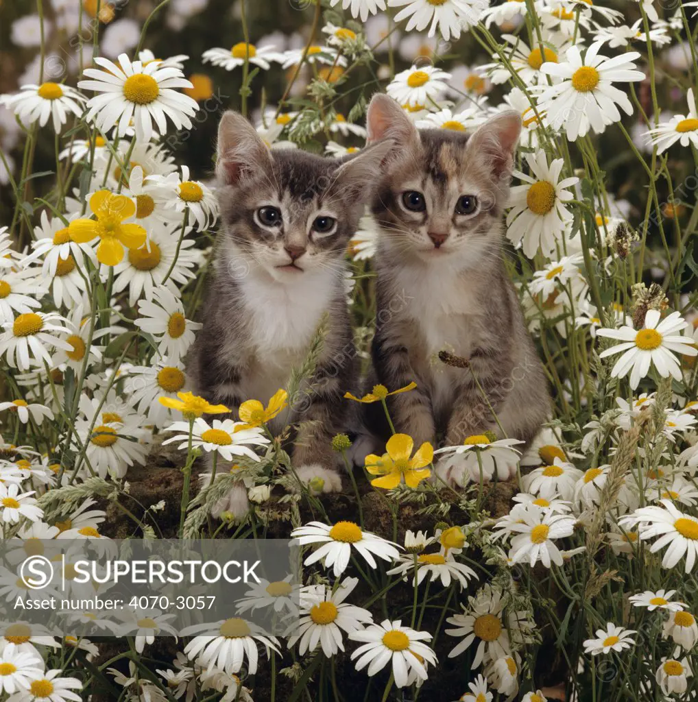 Domestic Cat Felis catus} Burmese-cross kittens among ox-eye daisies and buttercups.