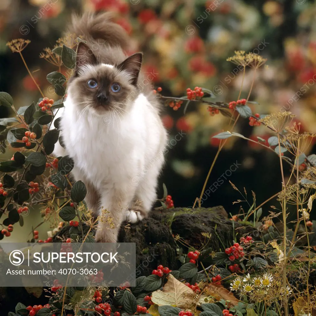 Domestic Cat Felis catus} young Birman cat among Cotoneaster berries and Ground elder seedheads.