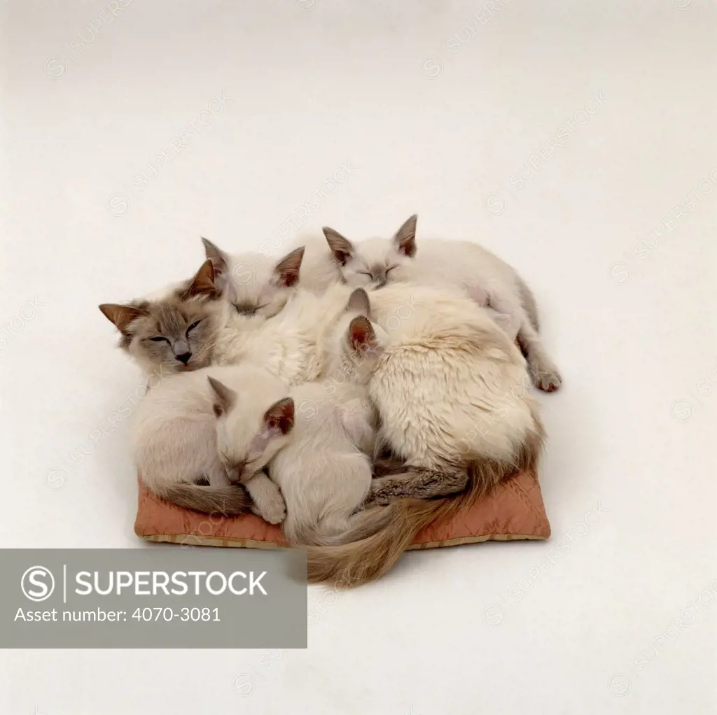 Domestic Cat Felis catus} Balinese queen 'Ryissa' curled up with four kittens on catbed.