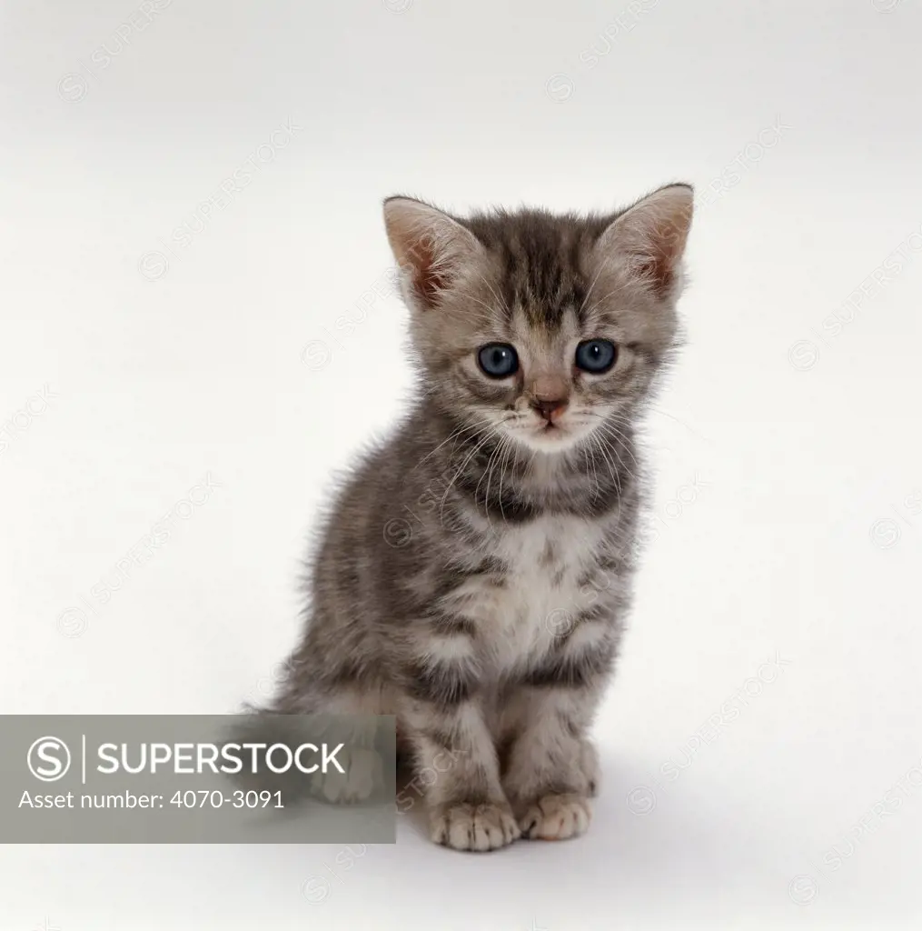 Domestic Cat Felis catus} 7-weeks, Silver tortoiseshell kitten 'Cynthia' Sequence 3/5.
