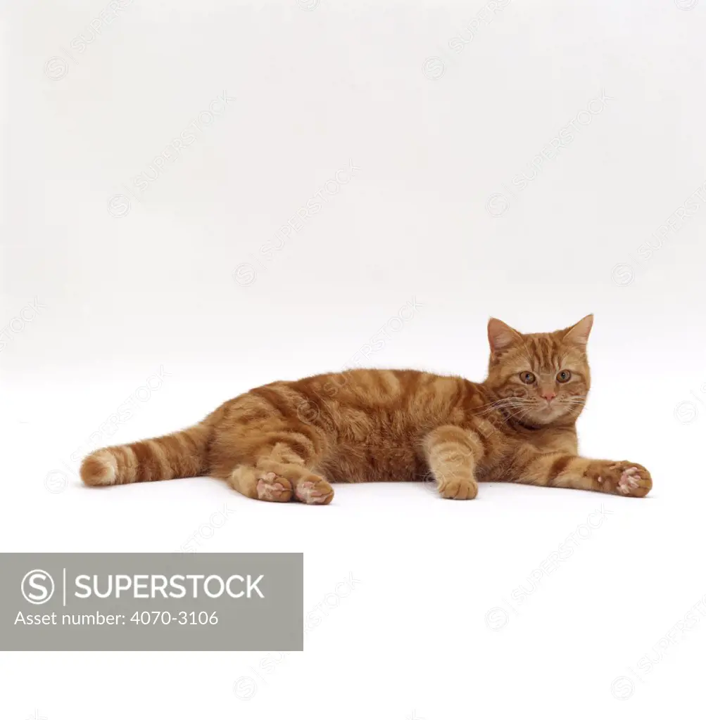 Domestic Cat Felis catus} Red tabby male 'Georgie-porgie' lying down