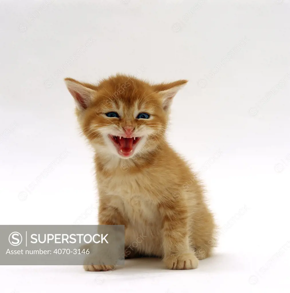 Domestic Cat, ginger kitten miaowing