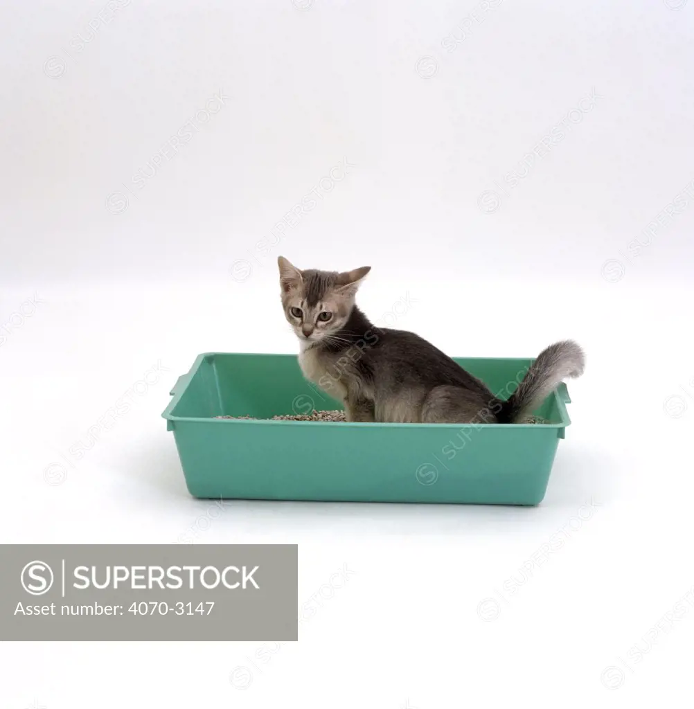 Domestic Cat, kitten urinating in litter tray