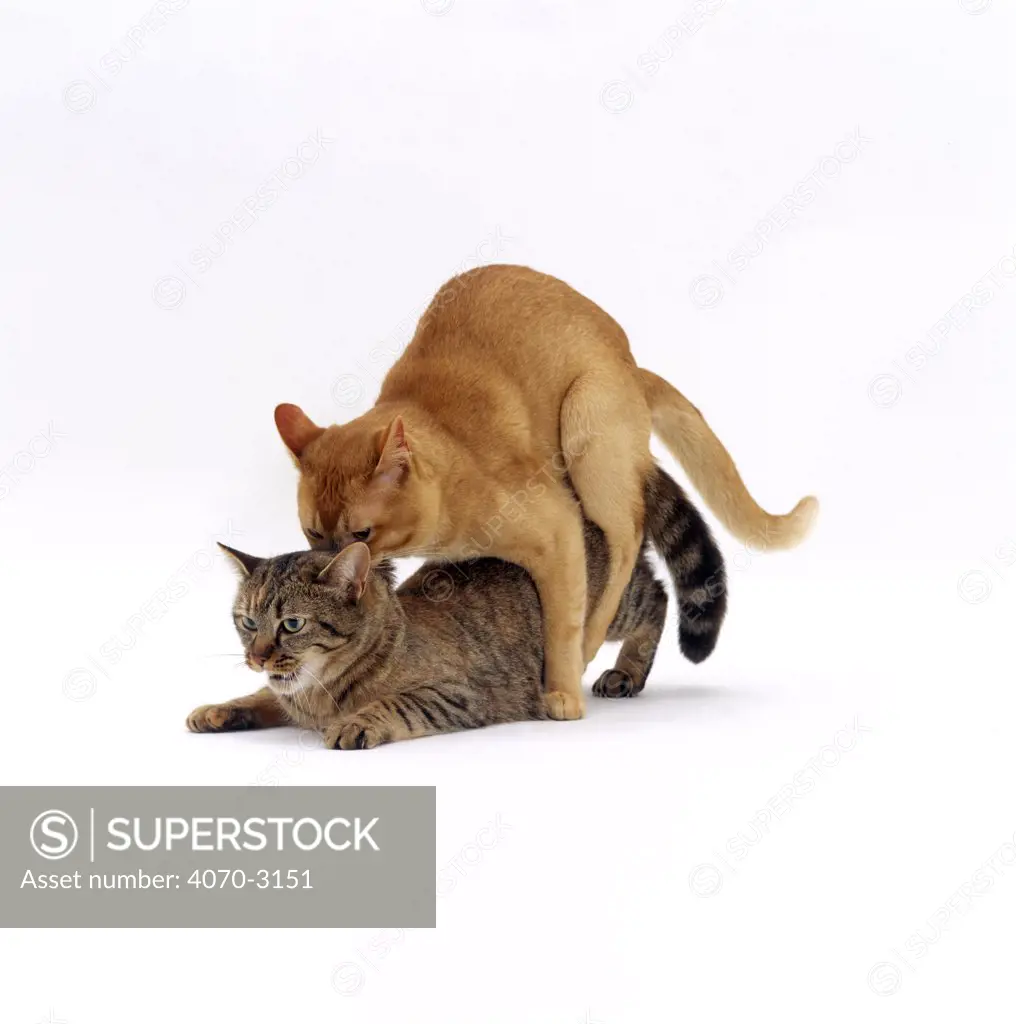 Domestic Cat, red burmese male 'Ozzie' holds female tabby 'Dainty' by scruff of her neck while mating, mating sequence 5/7
