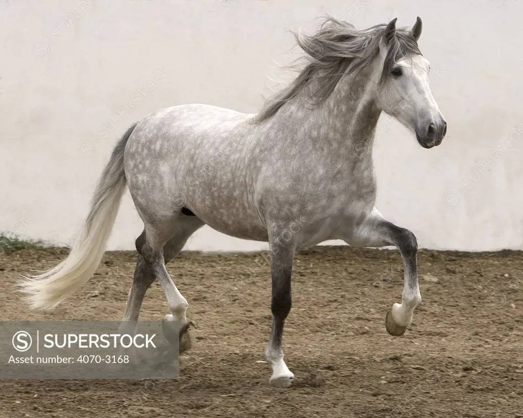 Gray Andalusian Stallion Equus caballus} at trot, Ejicia, Spain