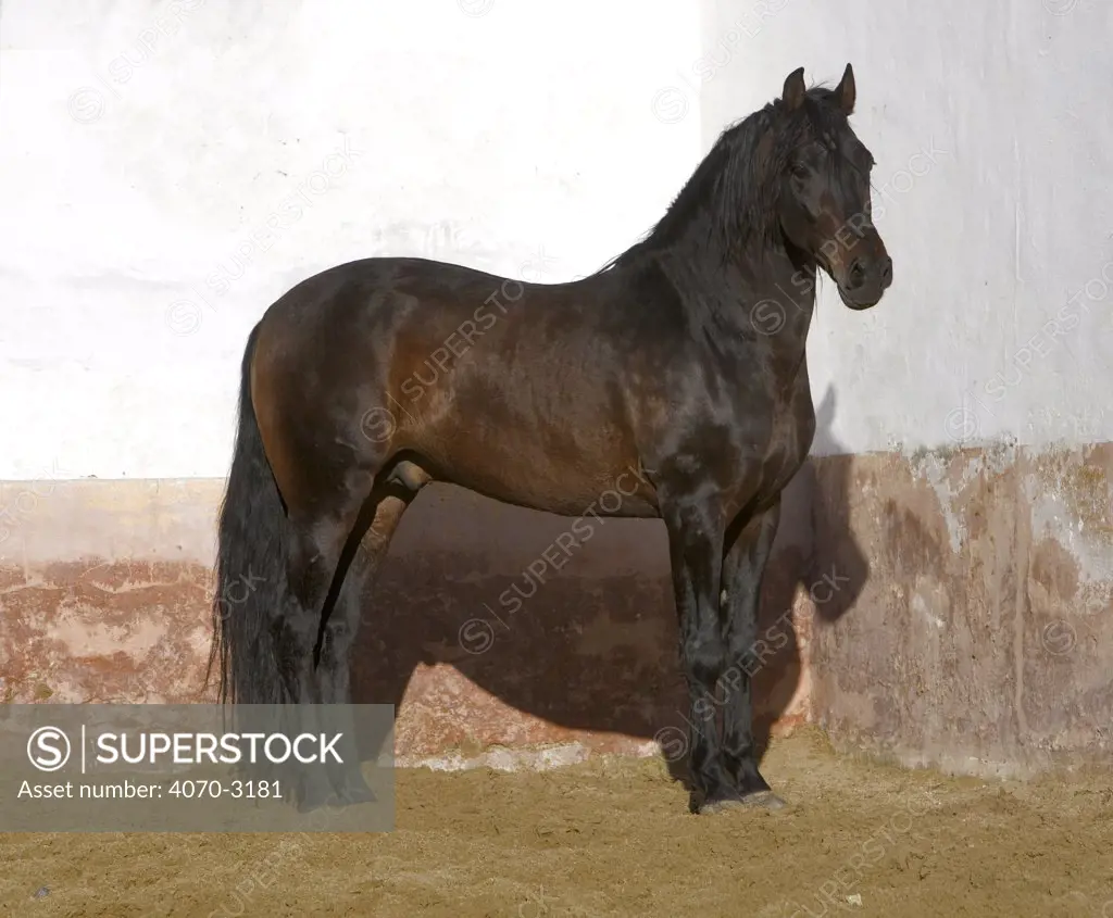 Dark Bay Andalusian Stallion Equus caballus} against wall, Osuna, Spain.