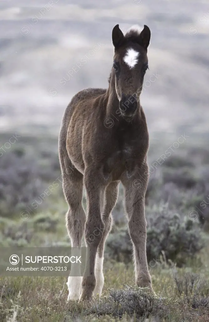wild horse Equus caballus} colt, Adobe Town, Wyoming, USA.