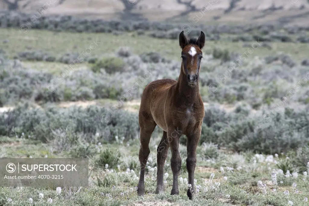 Wild horse Equus caballus} colt, Adobe Town, Wyoming, USA.