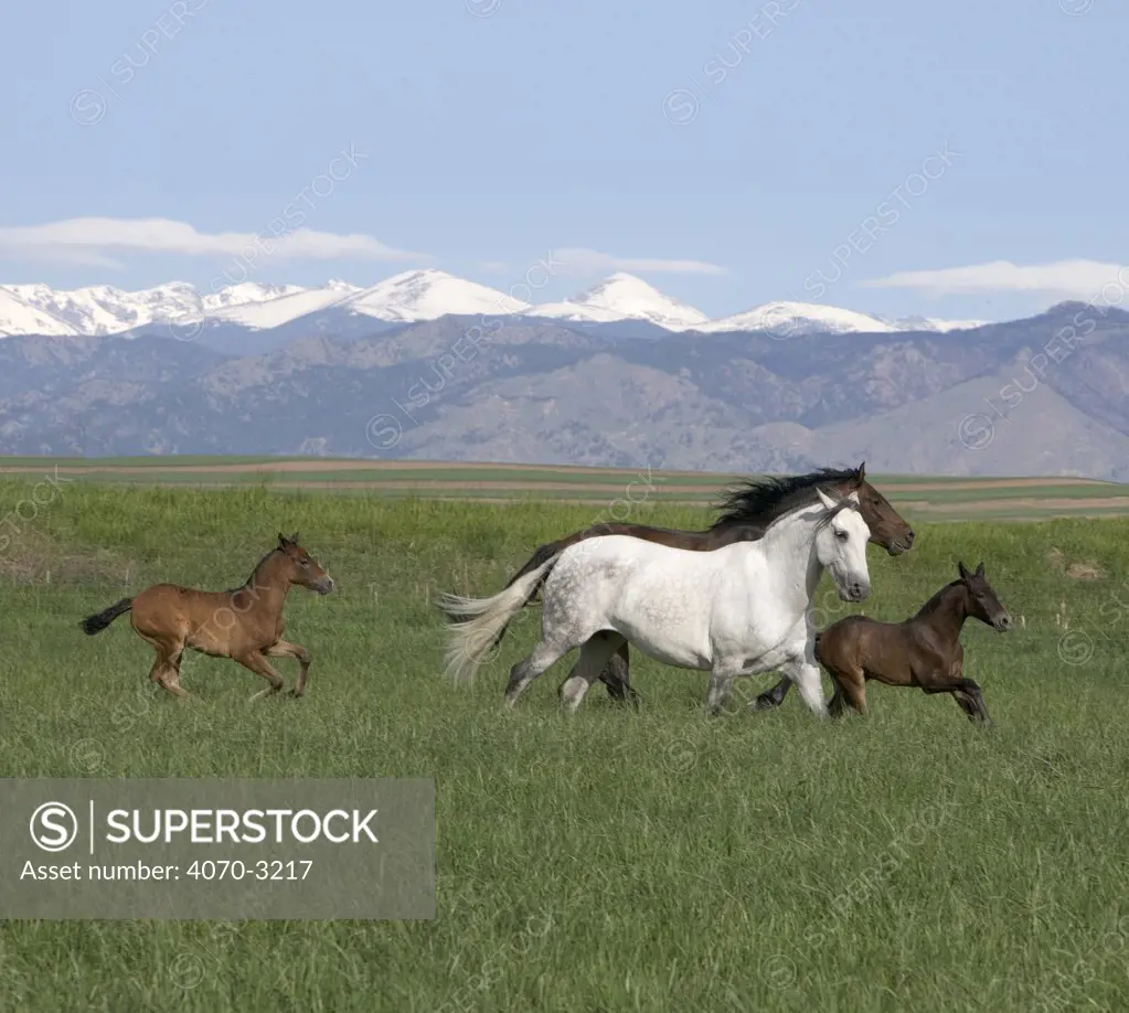 Andalusian mares Equus caballus} with filly and colt, Longmont, Colorado, USA.