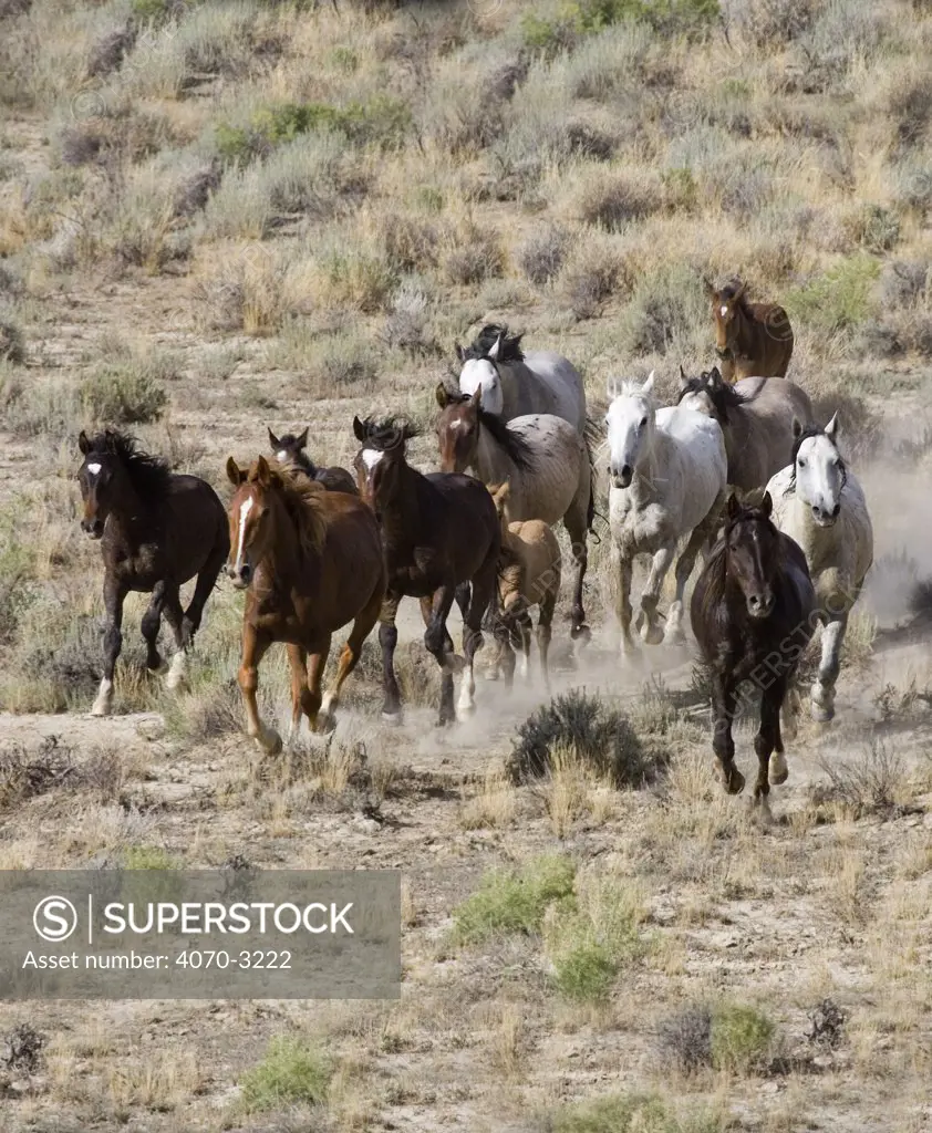 Herd of Wild horses Equus caballus} cantering across Sagebrush steppe, Adobe Town, Wyoming, USA.