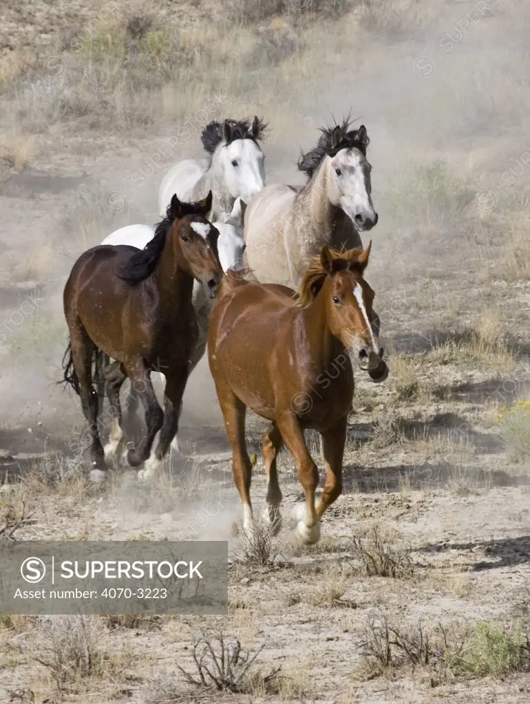 Group of Wild horses Equus caballus} cantering across Sagebrush steppe, Adobe Town, Wyoming, USA.