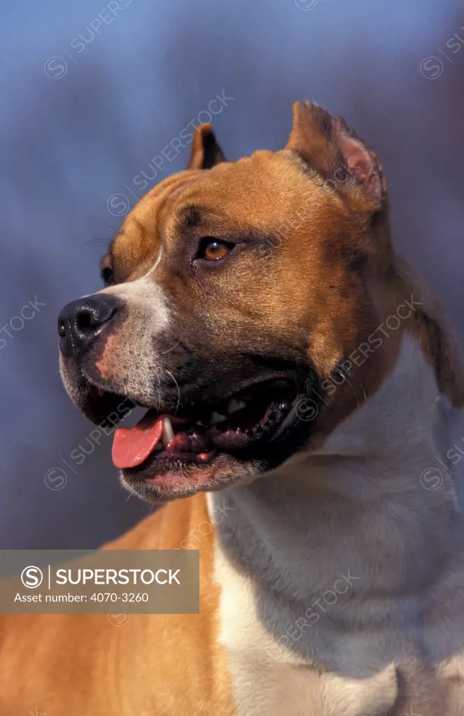 tan / brown and white American Staffordshire terrier potrait, ears cropped