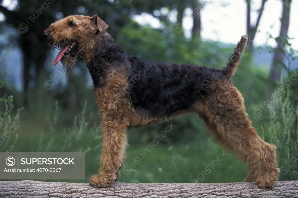 Airedale terrier standing in show stack / pose.