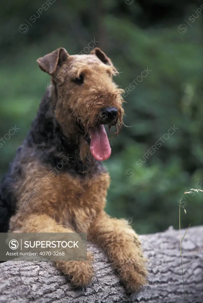Airedale terrier on log.