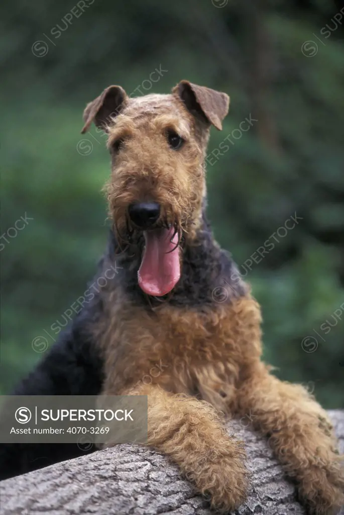 Airedale terrier portrait on log.