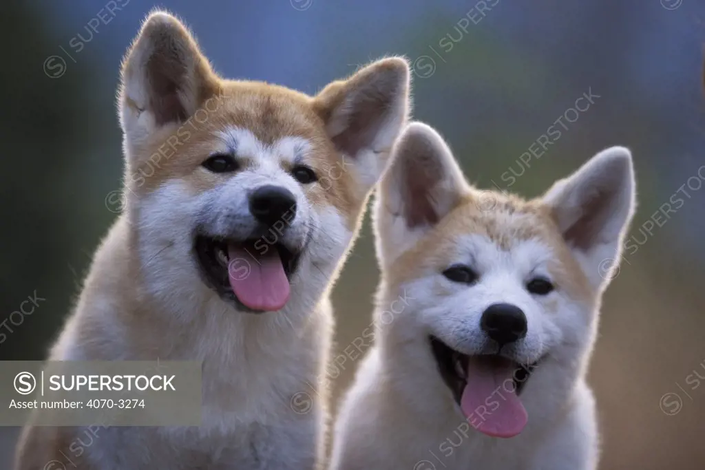 Portrait of two Akita Inus