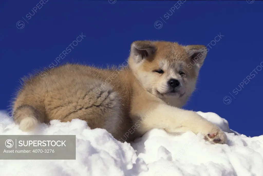 Akita Inu puppy in snow.
