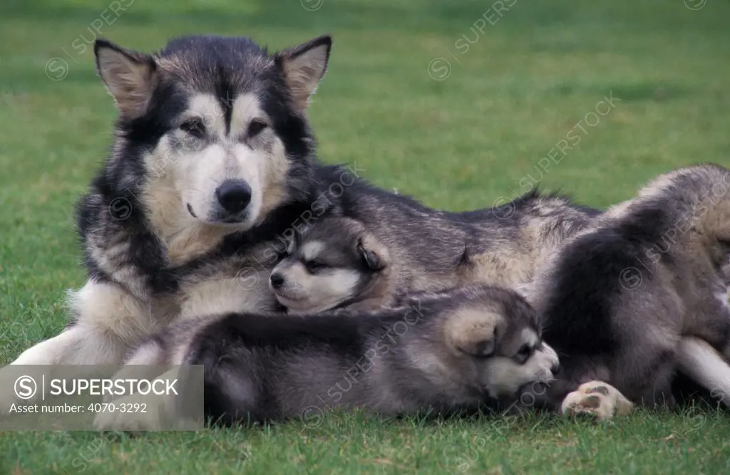 Alaskan malamute with puppies.