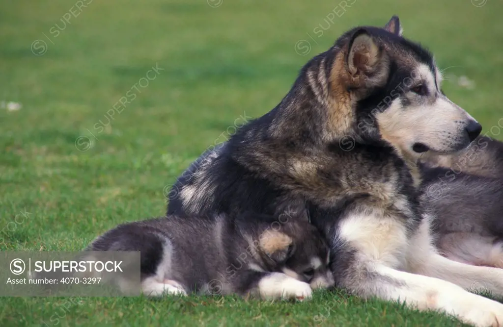 Alaskan malamute with puppies - one puppy sleeping next to mother.