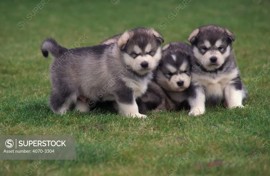 Three Alaskan malamute puppies