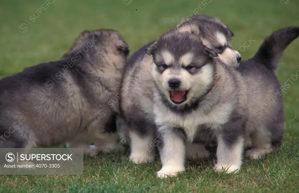 Three Alaskan malamute puppies playing
