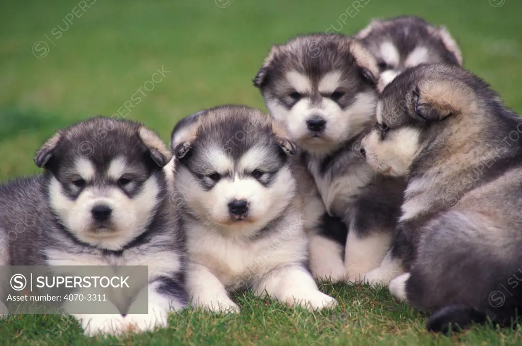Five Alaskan malamute puppies