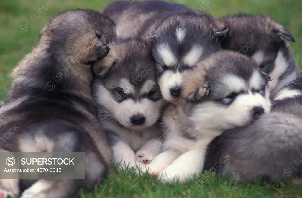 Alaskan malamute puppies sleeping on top of each other.