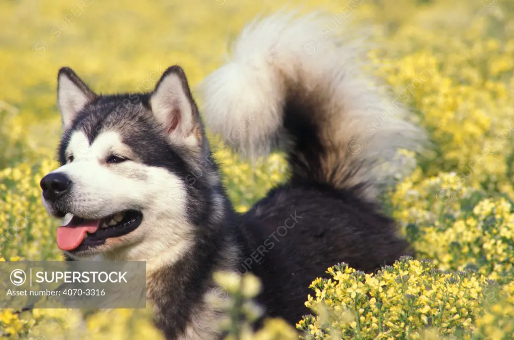 Alaskan malamute standing in field of flowers