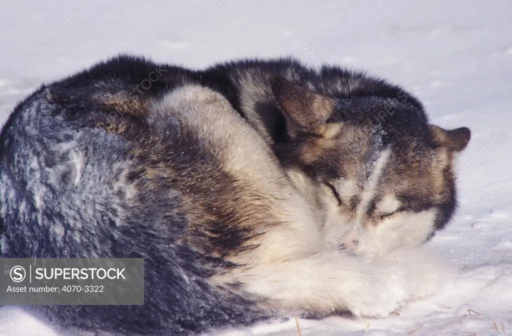 Alaskan malamute asleep in snow.