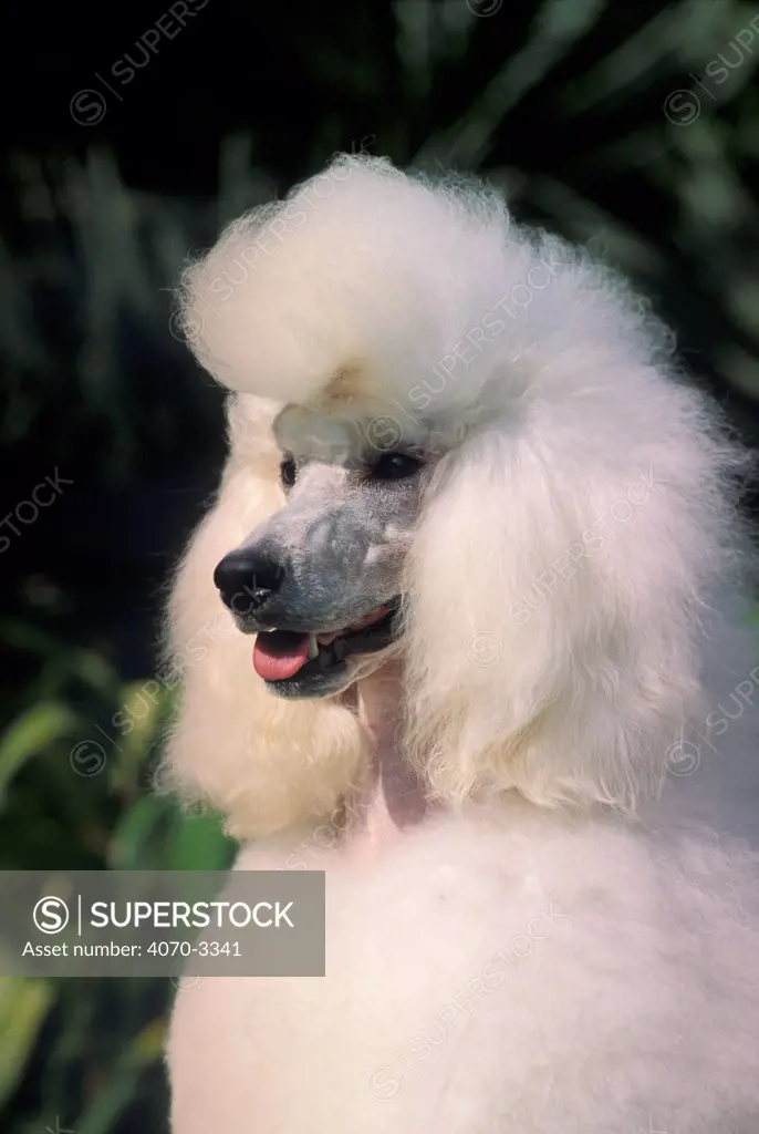 White Barbone / Caniche / Standard Poodle portrait